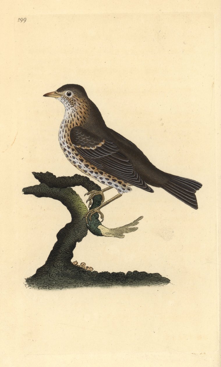 Sangtrost, Turdus philomelos. Håndfarget kobberplate tegnet og gravert av Edward Donovan fra hans egen "Natural History of British Birds," London av Edward Donovan
