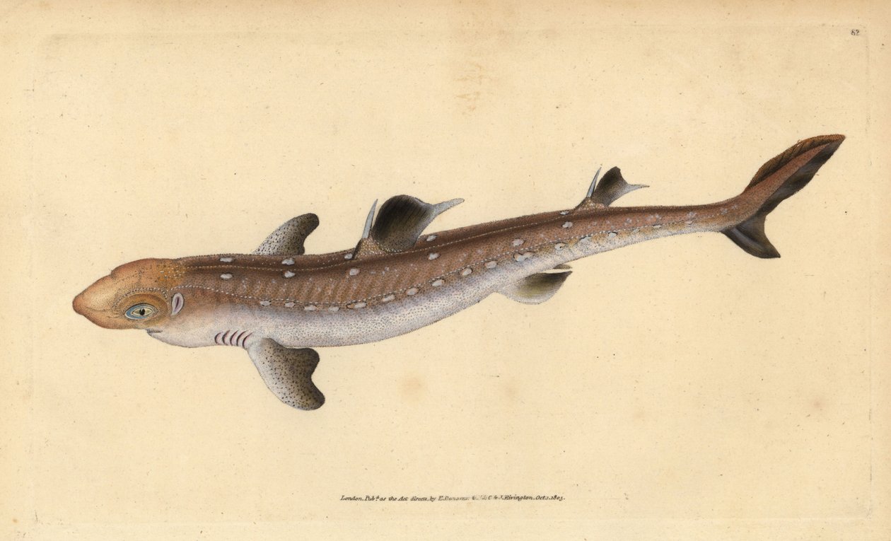 Pigghaj, Squalus acanthias (plukket hai eller hundefisk). Sårbar. Håndfarget kobberplate tegnet og gravert av Edward Donovan fra hans Natural History of British Fishes, Donovan og F.C. og J. Rivington, London av Edward Donovan