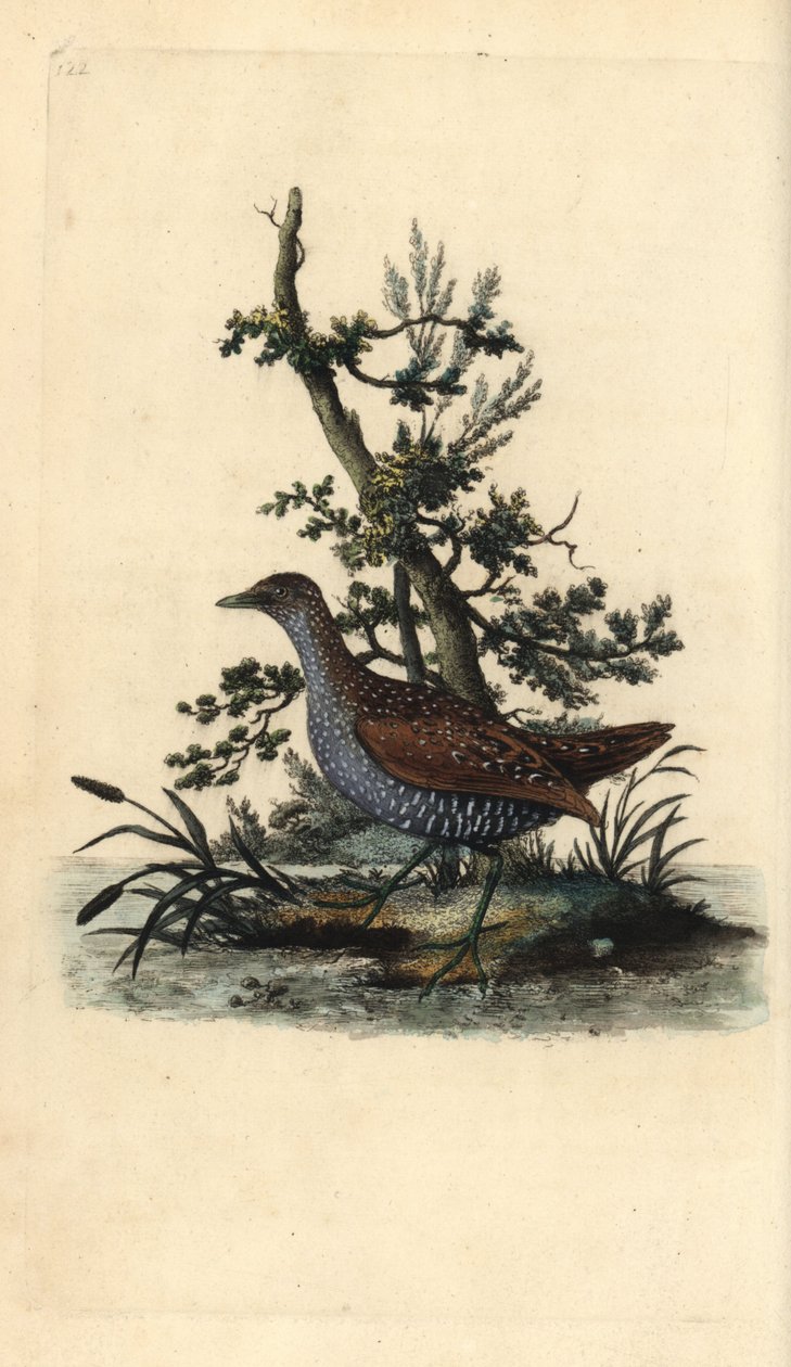 Flekkkrekk, Porzana porzana. Håndfarget kobberplate tegnet og gravert av Edward Donovan fra hans egen "Natural History of British Birds," London av Edward Donovan