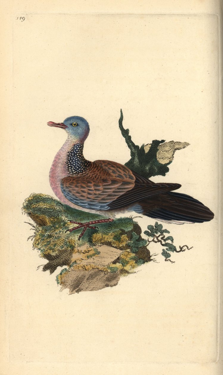 Flekkdue eller pancou, Spilopelia chinensis. Håndfarget kobberplate tegnet og gravert av Edward Donovan fra hans egen "Natural History of British Birds," London av Edward Donovan