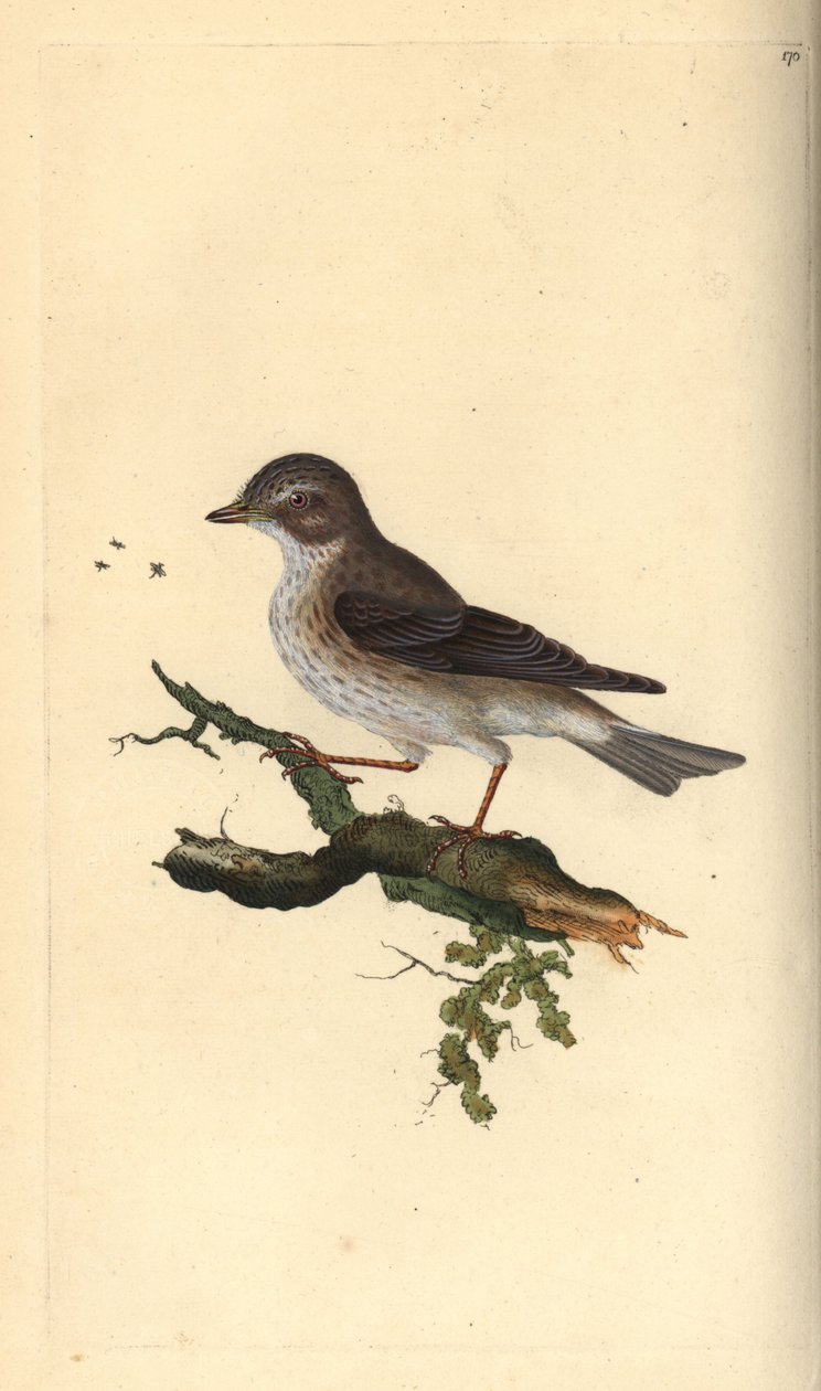 Flekkfluesnapper, Muscicapa striata. Håndfarget kobberplate tegnet og gravert av Edward Donovan fra hans egen "Natural History of British Birds," London av Edward Donovan