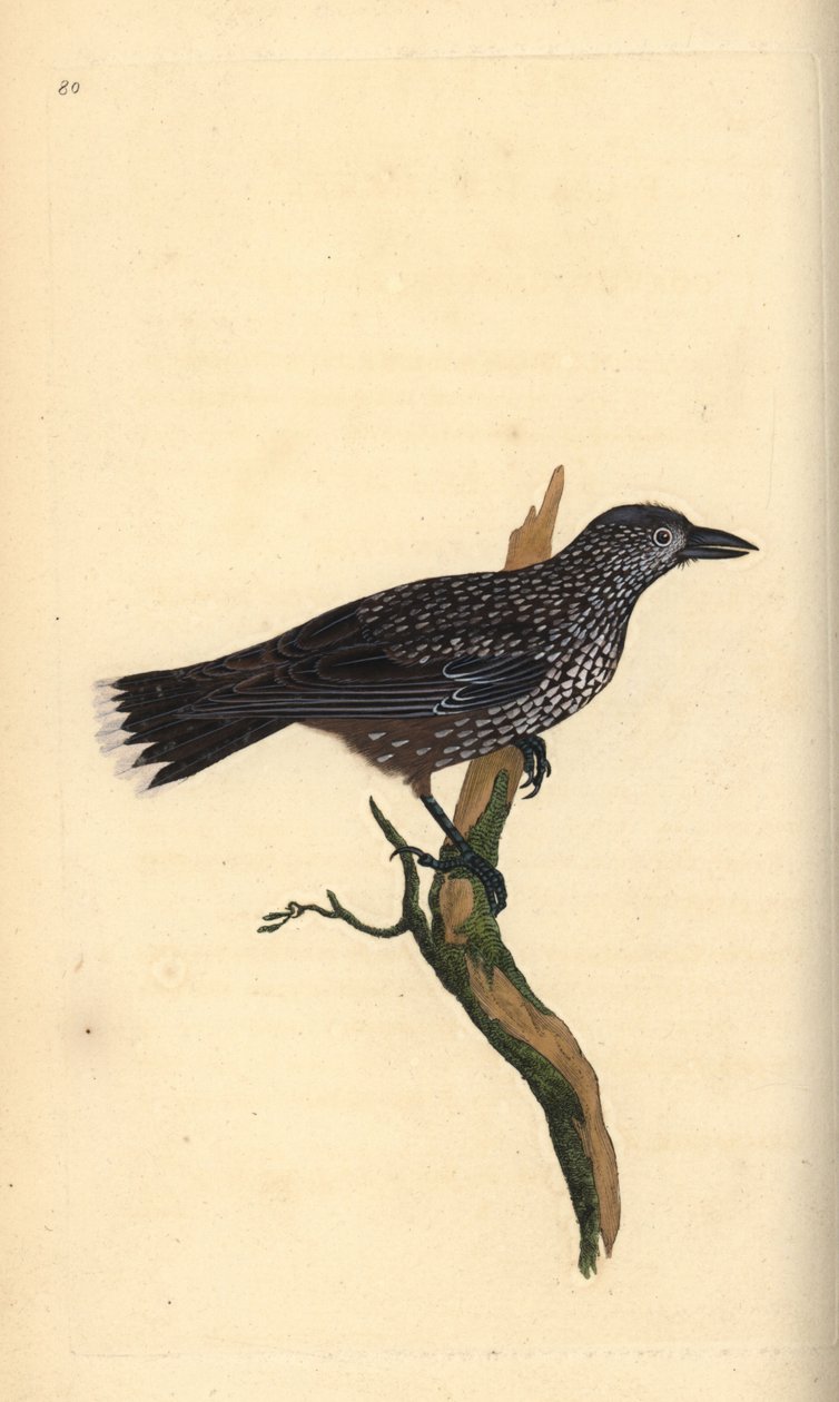 Flekknøtteknekker, Nucifraga caryocatactes. Håndfarget kobberplate tegnet og gravert av Edward Donovan fra hans egen "Natural History of British Birds," London av Edward Donovan