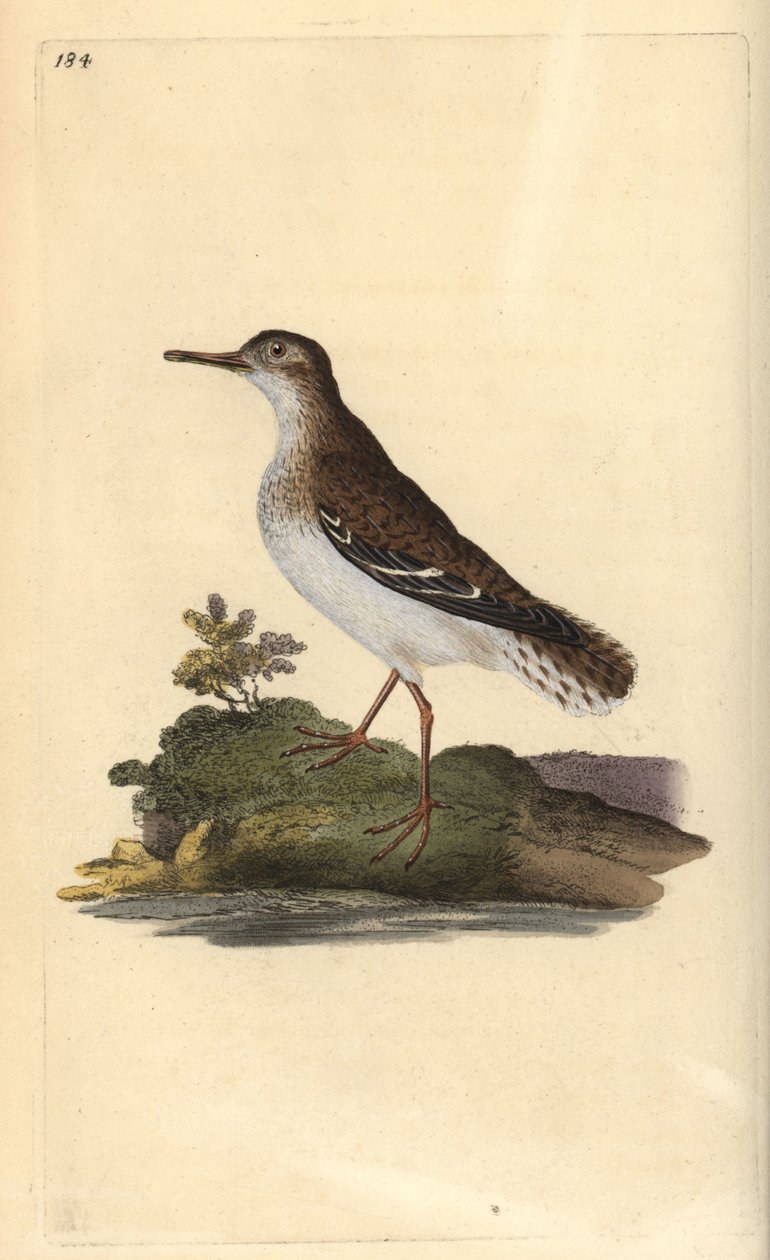 Flekksneip, Actitis macularia. Håndfarget kobberplate tegnet og gravert av Edward Donovan fra hans egen "Natural History of British Birds," London av Edward Donovan