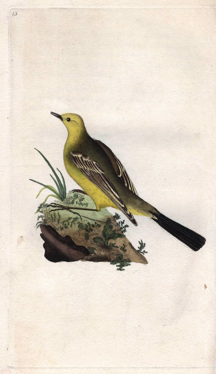 Vårvikle. Motacilla flava. Kobberstikk av Edward Donovan (1768-1837), publisert i Natural History of British Birds, London av Edward Donovan