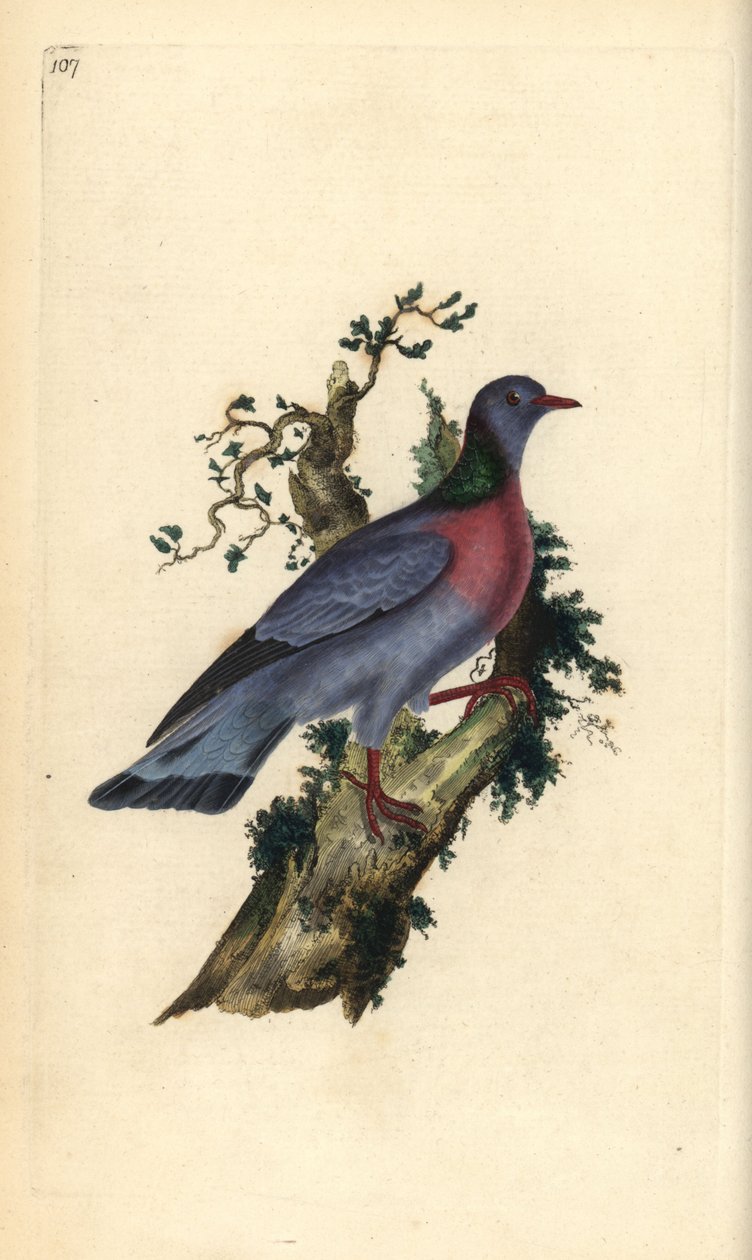 Stockdue eller due, Columba oenas. Håndfarget kobberplate tegnet og gravert av Edward Donovan fra hans egen "Natural History of British Birds," London av Edward Donovan