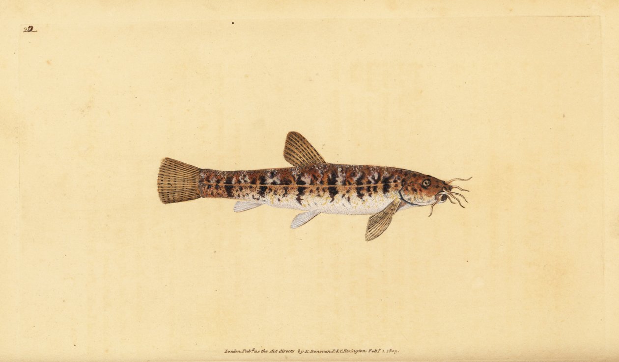 Steinløk, Barbatula barbatula (Bearded loche, Cobitis barbatula). Håndfarget kobberplate tegnet og gravert av Edward Donovan fra hans Natural History of British Fishes, Donovan og F.C. og J. Rivington, London av Edward Donovan