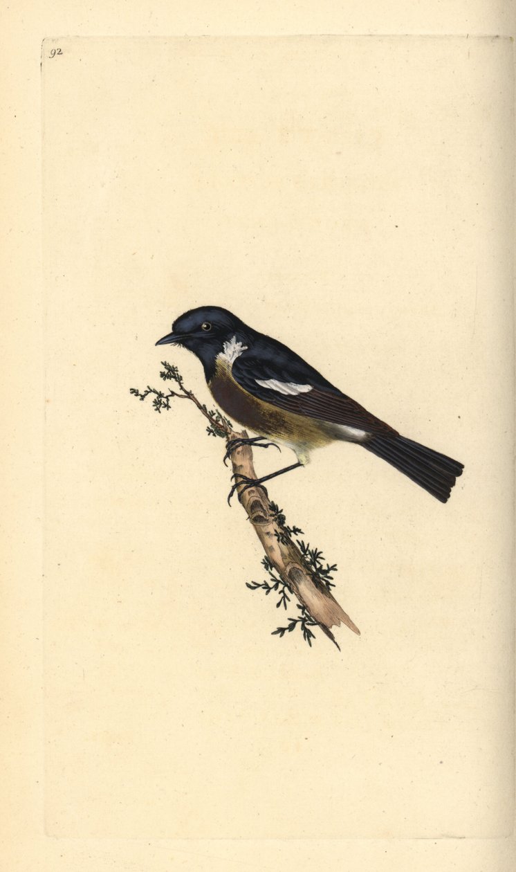 Steinsnakk, Saxicola rubicola. Håndfarget kobberplate tegnet og gravert av Edward Donovan fra hans egen "Natural History of British Birds," London av Edward Donovan