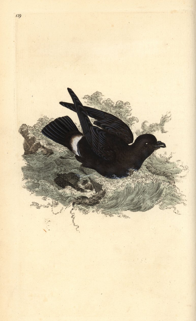 Stormpetrel, Hydrobates pelagicus. Håndfarget kobberplate tegnet og gravert av Edward Donovan fra hans egen "Natural History of British Birds," London av Edward Donovan