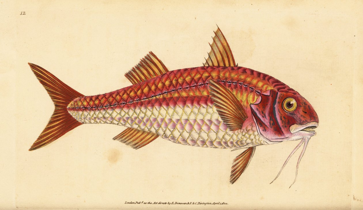 Stripet rød multe, Mullus surmuletus. Håndfarget kobberplate tegnet og gravert av Edward Donovan fra hans Natural History of British Fishes, Donovan og F.C. og J. Rivington, London av Edward Donovan