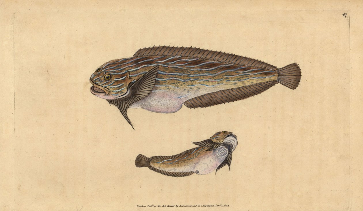 Stripet sjønegl, Liparis liparis liparis (Sløvende klumpsuger, Cyclopterus liparis). Håndfarget kobberplate tegnet og gravert av Edward Donovan fra hans Natural History of British Fishes, Donovan og F.C. og J. Rivington, London av Edward Donovan