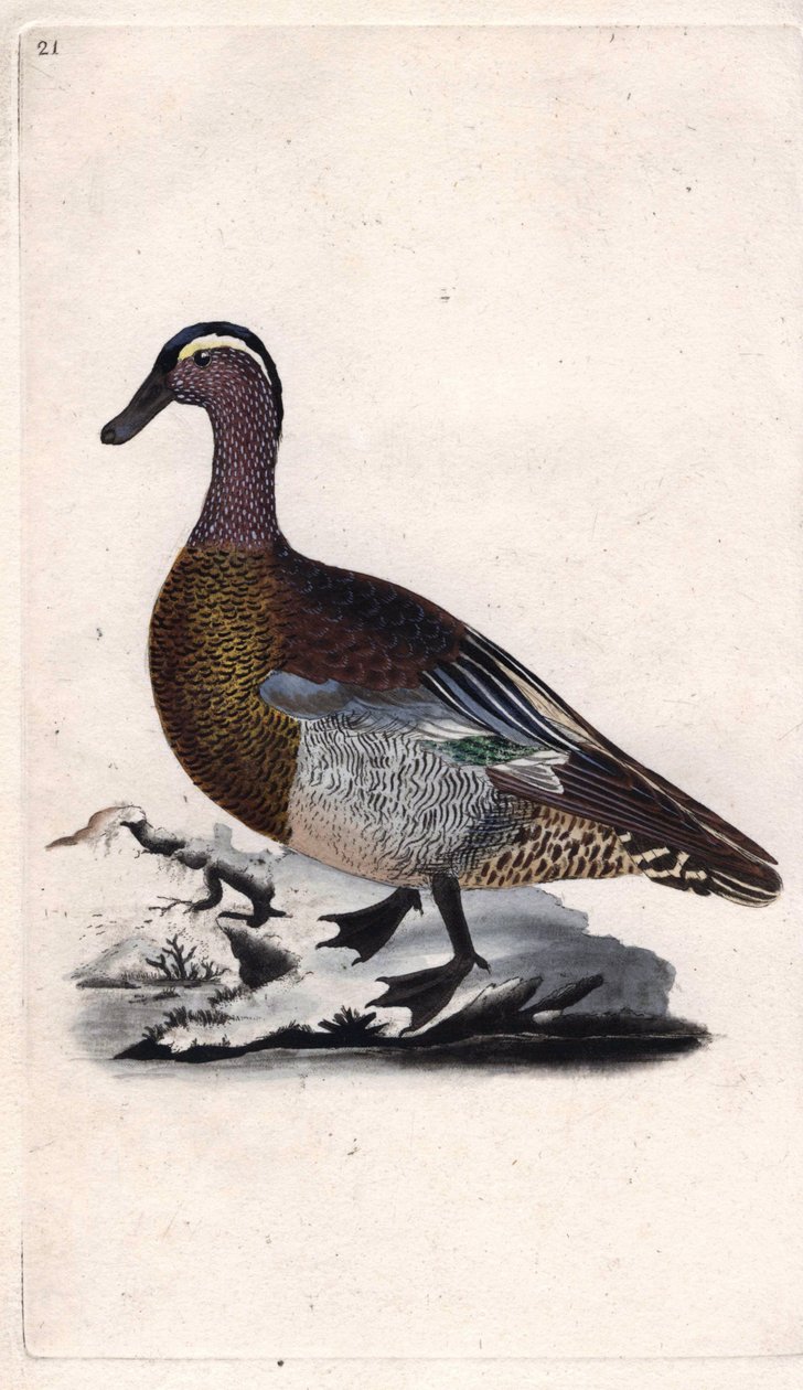 Sommerblått. Anas querquedula. Kobberstikk av Edward Donovan (1768-1837), publisert i Natural History of British Birds, London av Edward Donovan