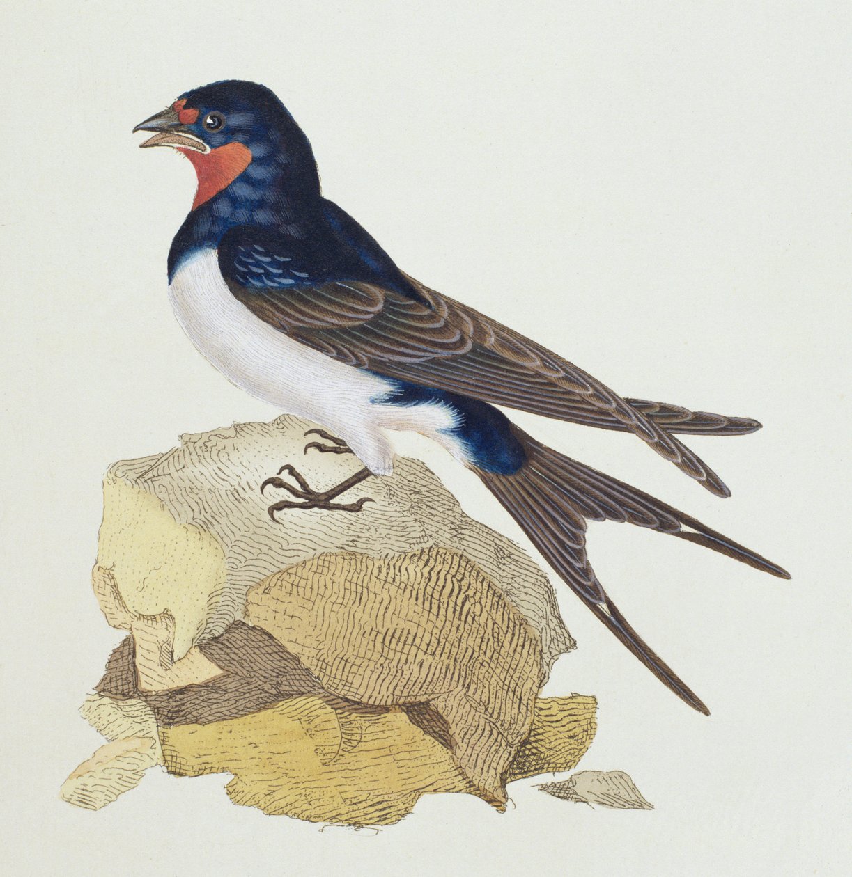 Swallow fra 