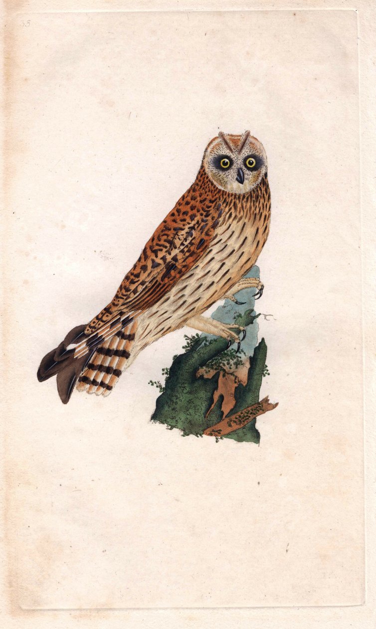 Sump Ugle. Asioflameus (Strix brachyotos, Strix brachyotis). Kobberstikk av Edward Donovan (1768-1837), publisert i Natural History of British Birds, London av Edward Donovan