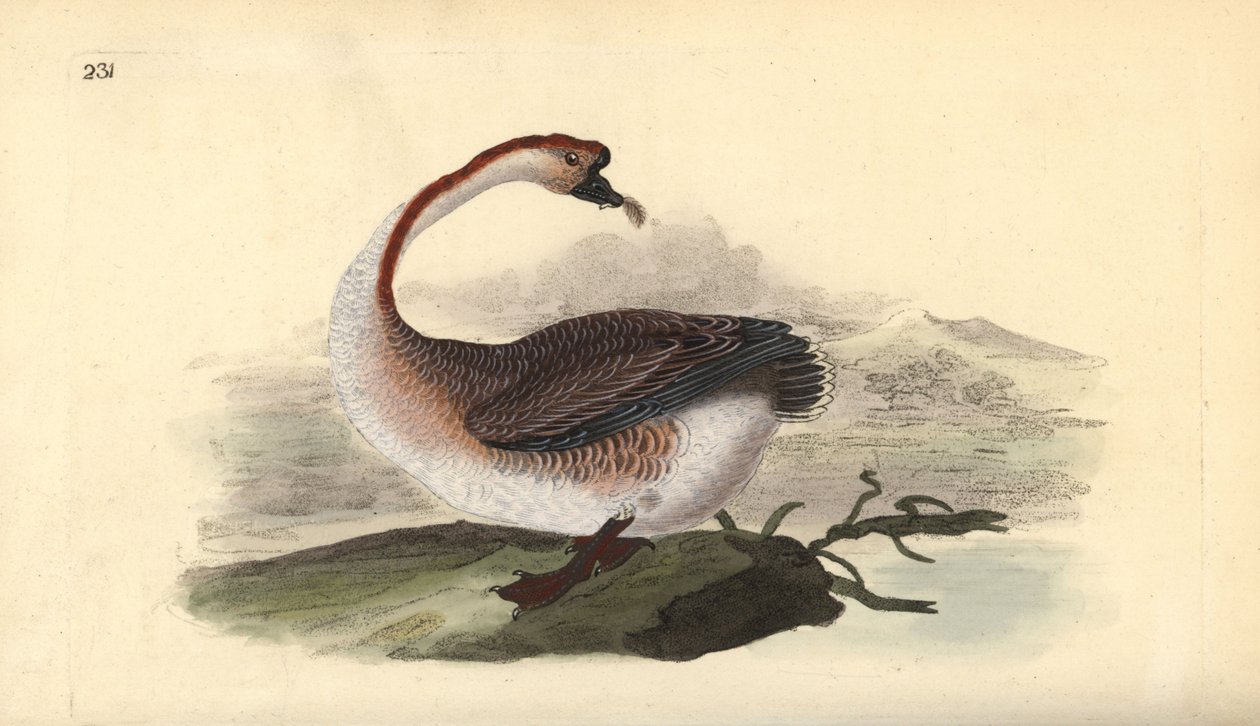 Svanegås, Anser cygnoides, sårbar. Håndfarget kobberplate tegnet og gravert av Edward Donovan fra hans egen "Natural History of British Birds," London av Edward Donovan