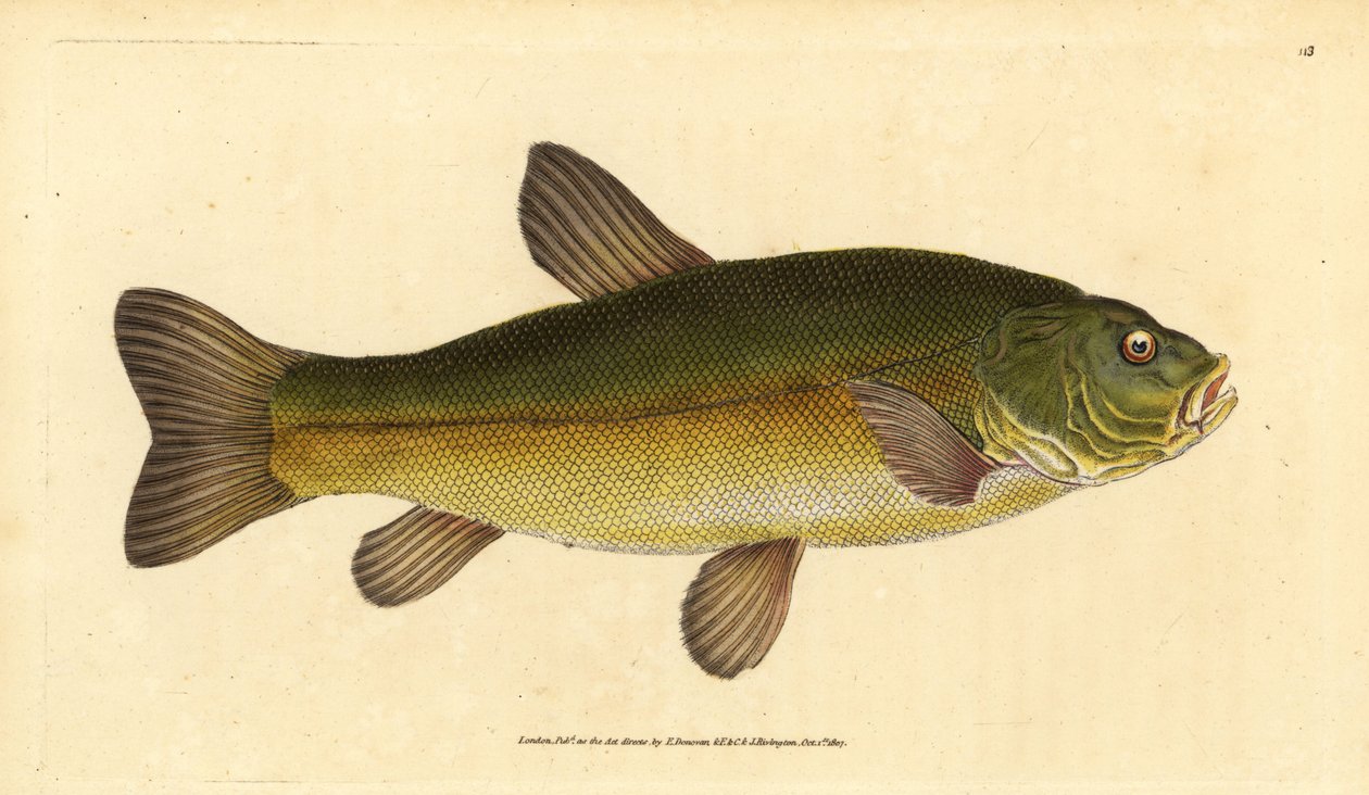 Suter, Tinca tinca (Cyprinus tinca). Håndfarget kobberplate tegnet og gravert av Edward Donovan fra hans Natural History of British Fishes, Donovan og F.C. og J. Rivington, London av Edward Donovan