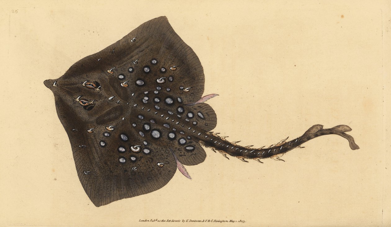 Thornback skate, Raja clavata. Nær truet. Håndfarget kobberplate tegnet og gravert av Edward Donovan fra hans Natural History of British Fishes, Donovan og F.C. og J. Rivington, London av Edward Donovan