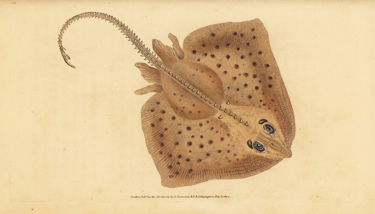 Thornback skate, Raja clavata. Nær truet. Grov stråle, Raja rubus. Håndfarget kobberplate tegnet og gravert av Edward Donovan fra hans Natural History of British Fishes, Donovan og F.C. og J. Rivington, London av Edward Donovan