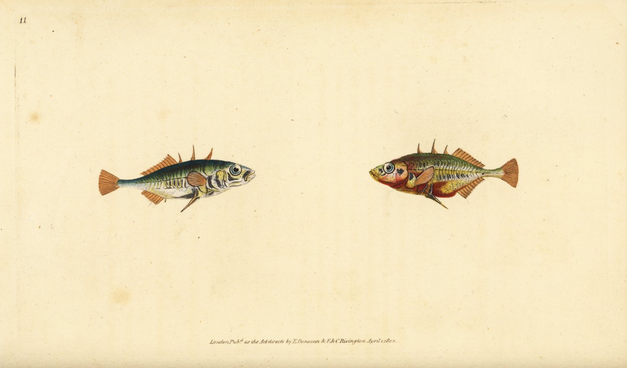 Tre-pigget pinnerygg, Gasterosteus aculeatus. Håndfarget kobberplate tegnet og gravert av Edward Donovan fra hans Natural History of British Fishes, Donovan og F.C. og J. Rivington, London av Edward Donovan