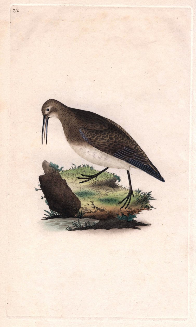 Lite nebb. Calidris minutilla (Tringa cinclus). Kobberstikk av Edward Donovan (1768-1837), publisert i Natural History of British Birds, London av Edward Donovan