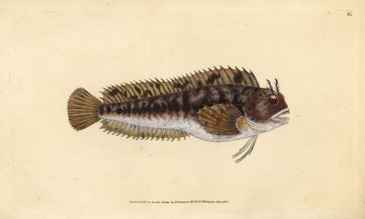 Tompot blenni, Parablennius gattorugine (Gattorugine, Blennius gattorugine). Håndfarget kobberplate tegnet og gravert av Edward Donovan fra hans Natural History of British Fishes, Donovan og FC og J. Rivington, London av Edward Donovan