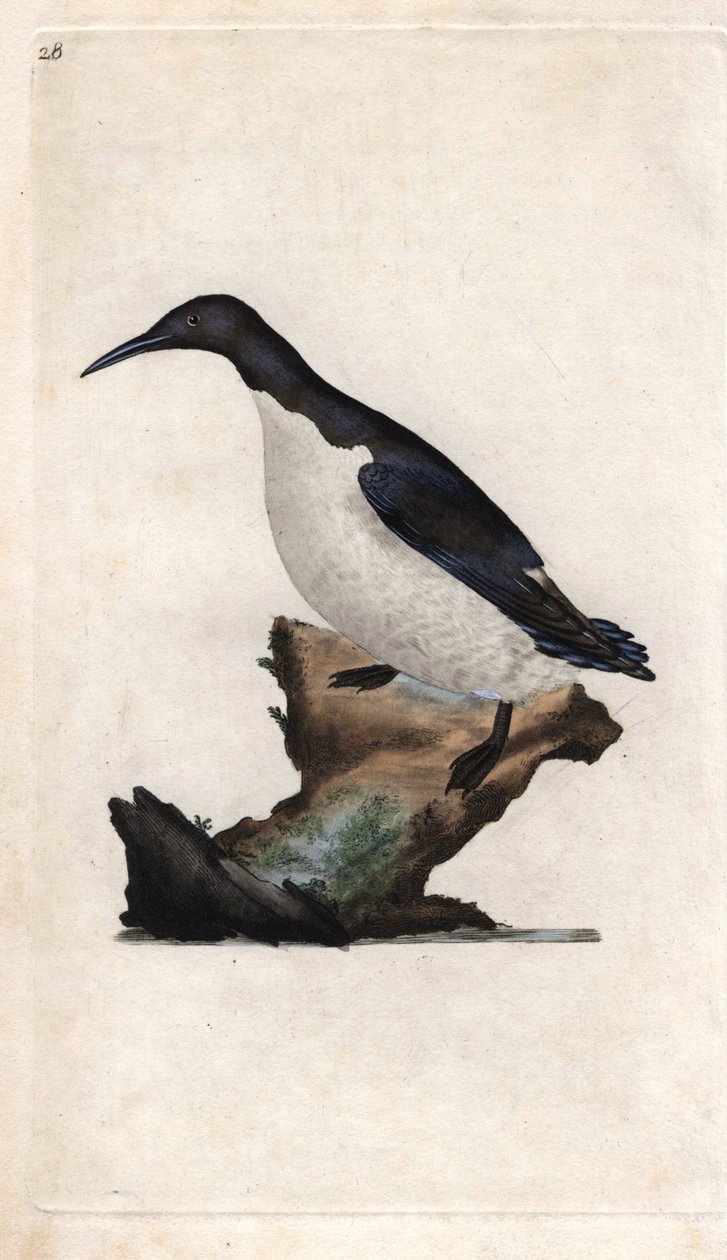 Troils murrelet. Uria aalge (Colymbus troile). Kobberstikk av Edward Donovan (1768-1837), publisert i Natural History of British Birds, London av Edward Donovan