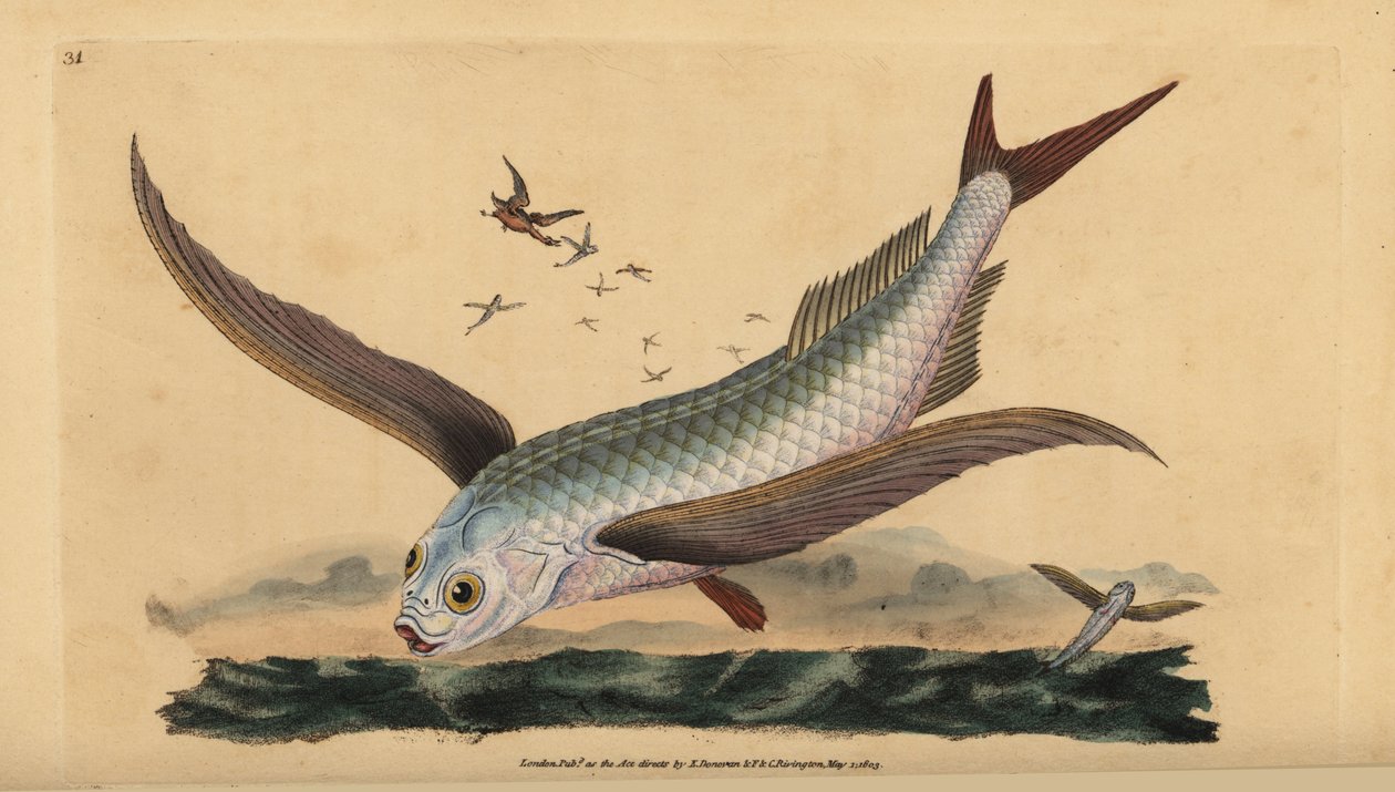 Tropisk tovinget fluefisk eller vanlig flygefisk. Håndfarget kobberplate tegnet og gravert av Edward Donovan fra hans Natural History of British Fishes, Donovan og F.C. og J. Rivington, London av Edward Donovan