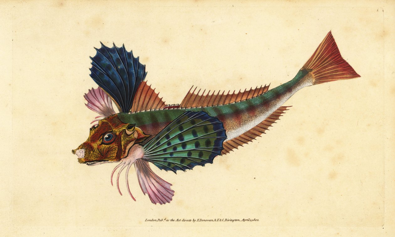 Kargurnard, Chelidonichthys lucerna (Sappharine gurnard, Trigla hirundo). Håndfarget kobberplate tegnet og gravert av Edward Donovan fra hans Natural History of British Fishes, Donovan og F.C. og J. Rivington, London av Edward Donovan