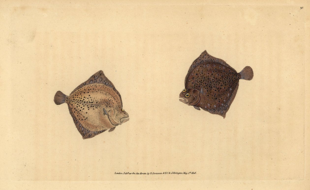 Piggvar, Scophthalmus maximus (Cyclops flyndre, Pleuronectes cyclops). Håndfarget kobberplate tegnet og gravert av Edward Donovan fra hans Natural History of British Fishes, Donovan og F.C. og J. Rivington, London av Edward Donovan