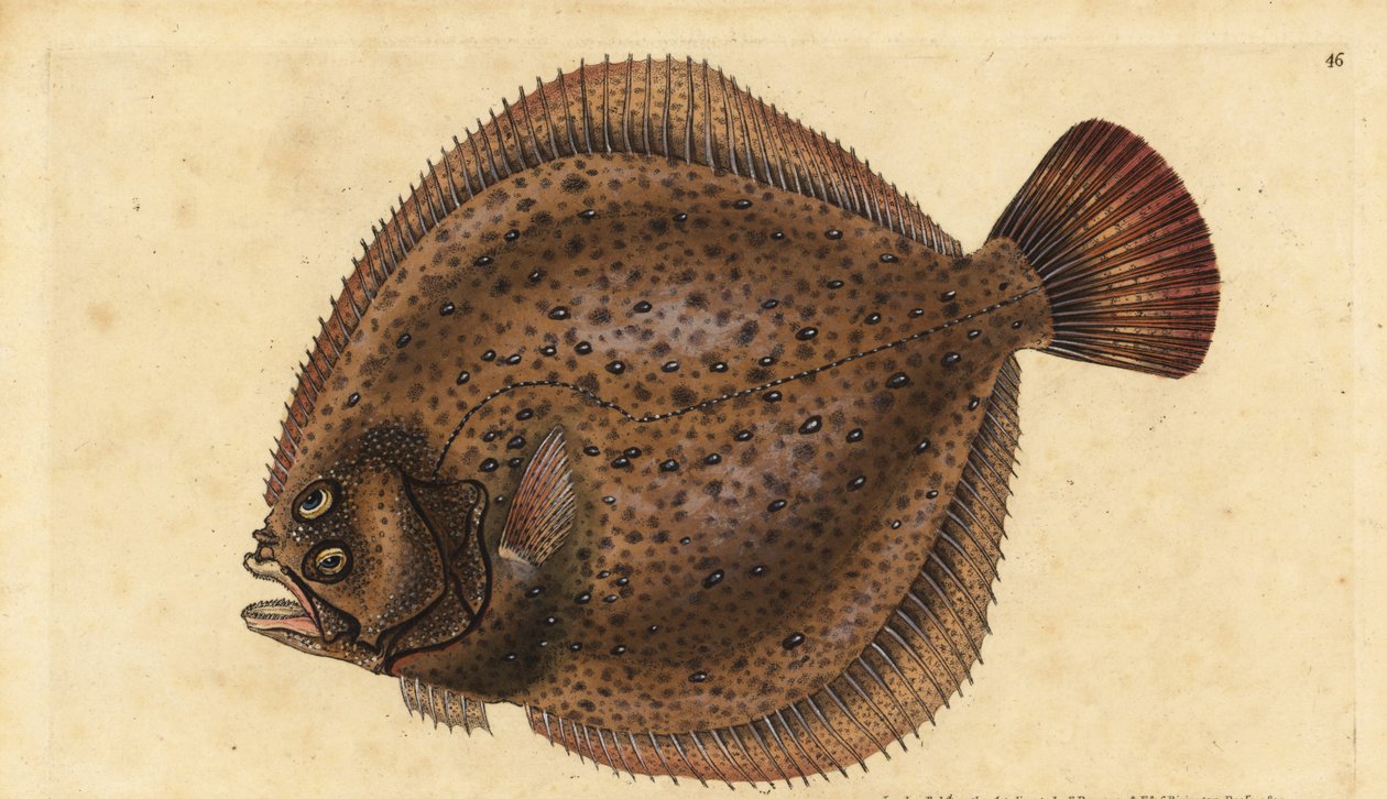 Piggvar, Scophthalmus maximus (Pleuronectes maximus). Håndfarget kobberplate tegnet og gravert av Edward Donovan fra hans Natural History of British Fishes, Donovan og F.C. og J. Rivington, London av Edward Donovan