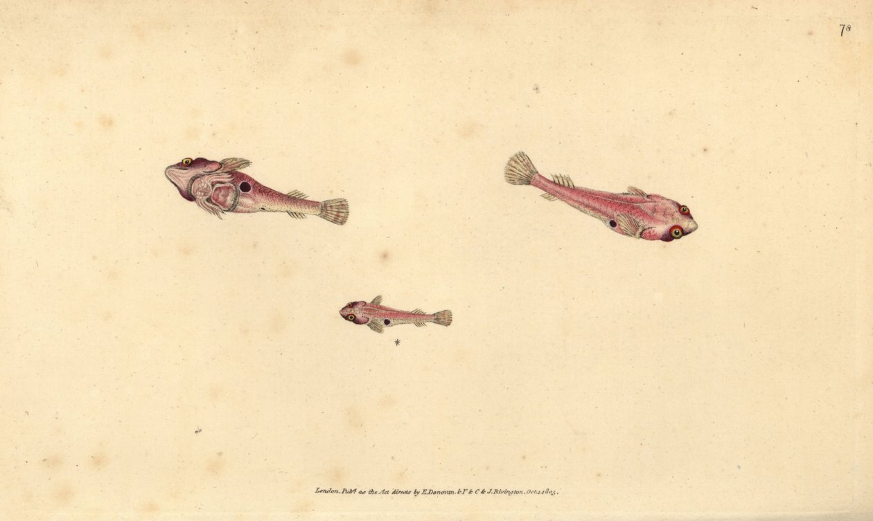Toflekket klinfisk, Diplecogaster bimaculata bimaculata (Bimaculated sucker, Cyclopterus bimaculatus). Håndfarget kobberplate tegnet og gravert av Edward Donovan fra hans Natural History of British Fishes, Donovan og F.C. og J. Rivington, London av Edward Donovan
