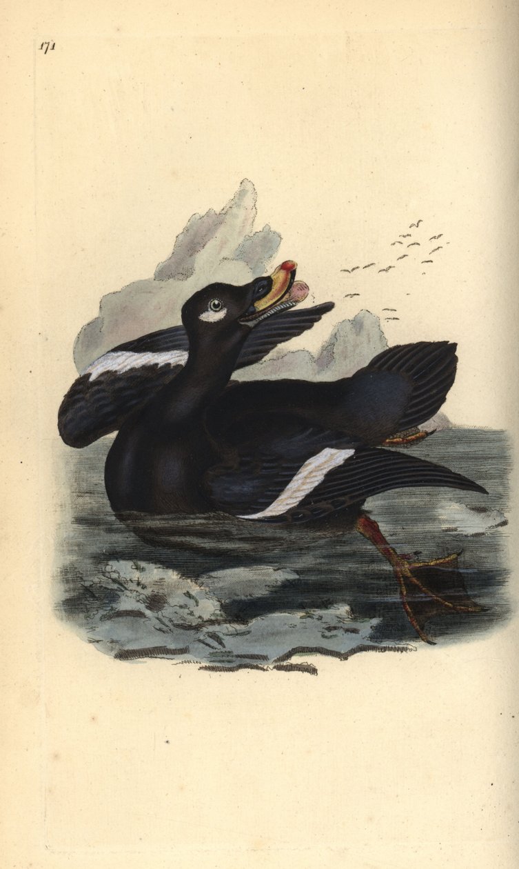 Fløyelsskjær, Melanitta fusca. Håndfarget kobberplate tegnet og gravert av Edward Donovan fra hans egen "Natural History of British Birds," London av Edward Donovan