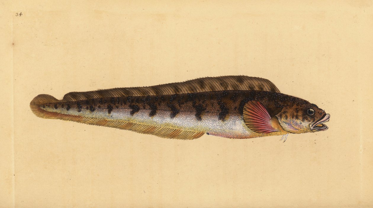Viviparus ålekvabbe, Zoarces viviparus (Viviparus blenni, Blennius viviparus). Håndfarget kobberplate tegnet og gravert av Edward Donovan fra hans Natural History of British Fishes, Donovan og F.C. og J. Rivington, London av Edward Donovan