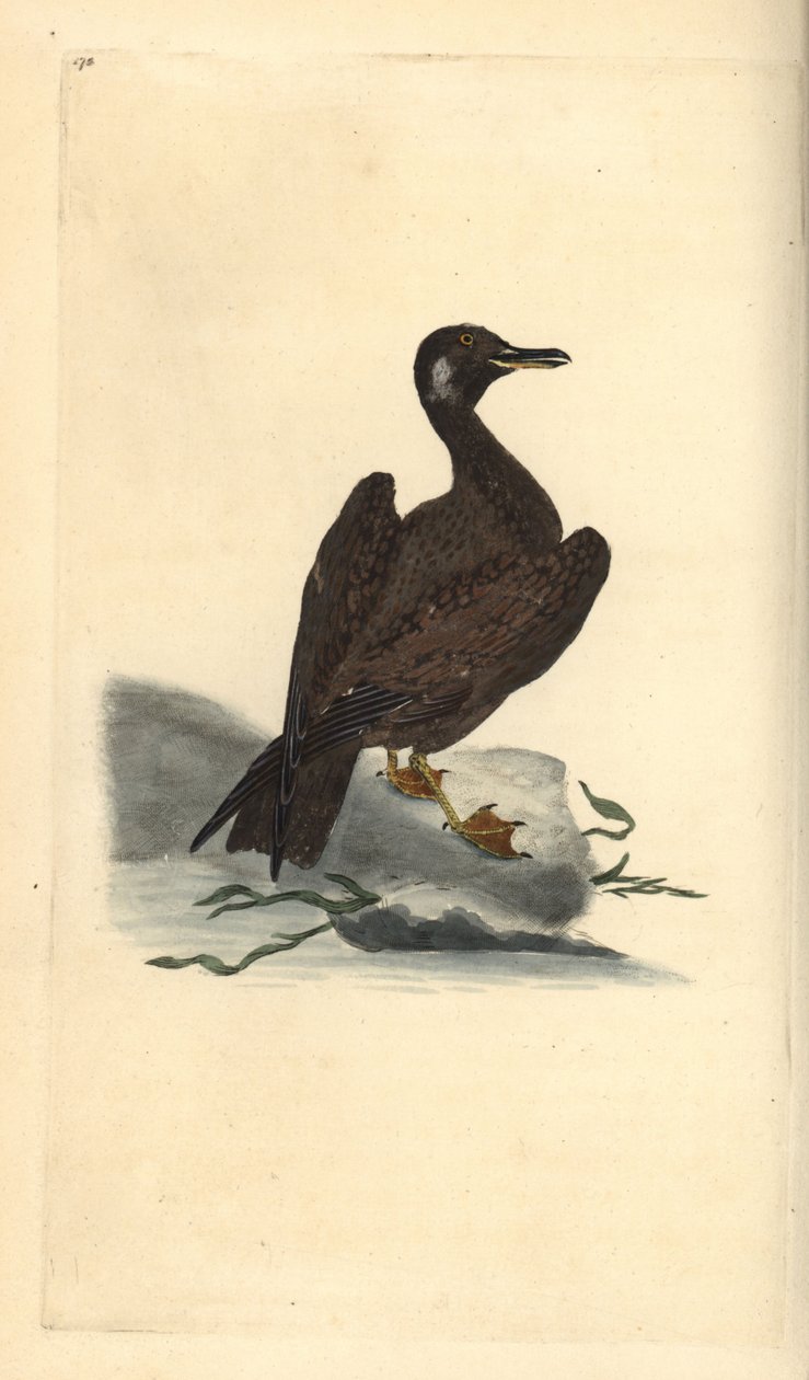 Vaskemåke, ung av svartbak, Larus marinus. Håndfarget kobberplate tegnet og gravert av Edward Donovan fra hans egen "Natural History of British Birds," London av Edward Donovan