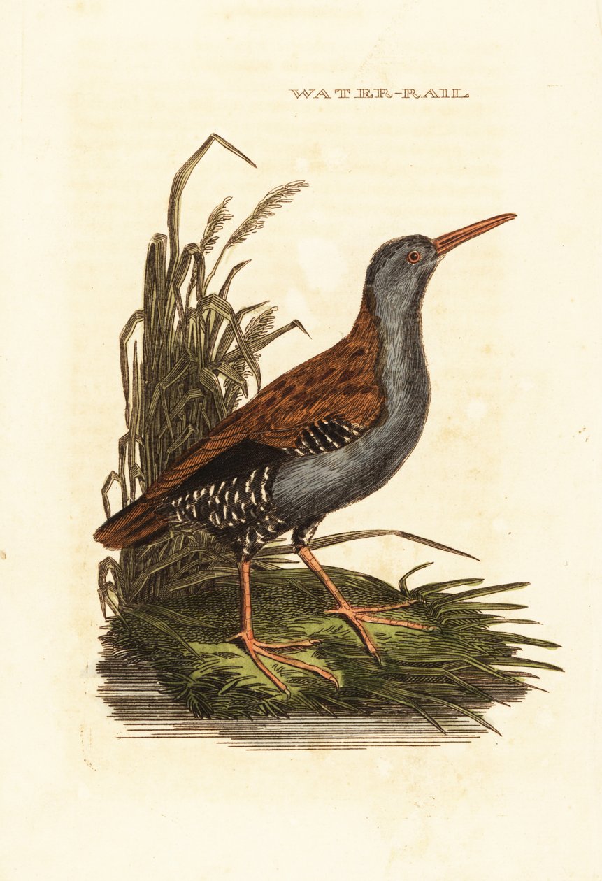 Vannskinne, Rallus aquaticus av Edward Donovan