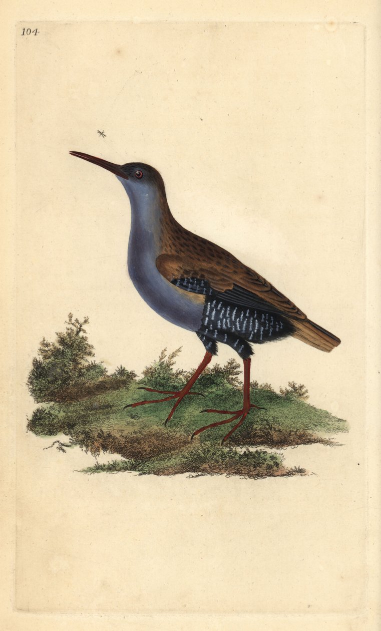 Vannskinne, Rallus aquaticus. Håndfarget kobberplate tegnet og gravert av Edward Donovan fra hans egen "Natural History of British Birds," London av Edward Donovan