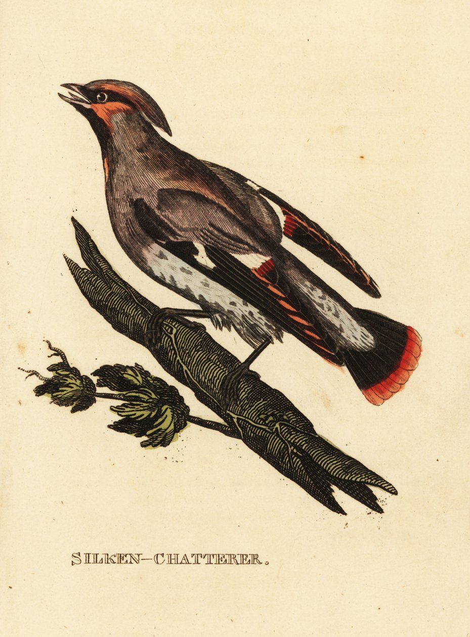 Voksen skravler eller bohemsk voksvinge, Bombycilla garrulus av Edward Donovan