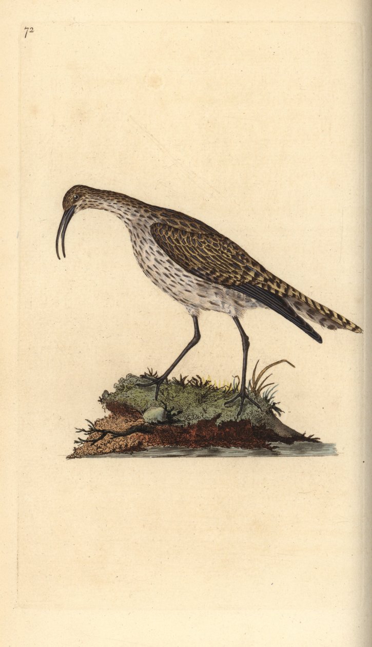Whimbrel, Numenius phaeopus. Håndfarget kobberplate tegnet og gravert av Edward Donovan fra hans egen "Natural History of British Birds," London av Edward Donovan