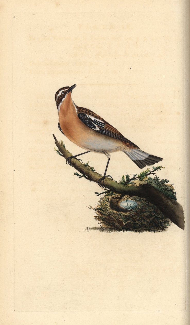 Whinchat, Saxicola rubetra. Håndfarget kobberplate tegnet og gravert av Edward Donovan fra hans egen "Natural History of British Birds," London av Edward Donovan