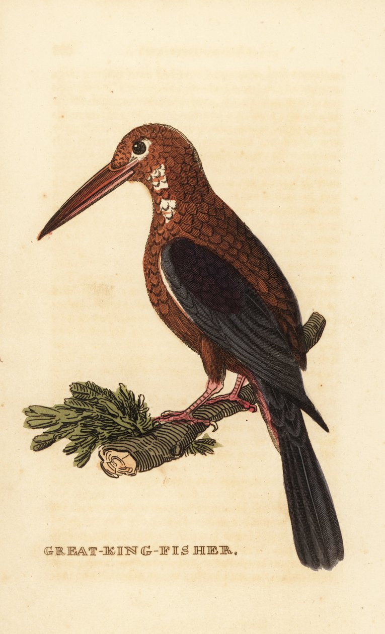 Hvitstrupekongefugl, Halcyon smyrnensis av Edward Donovan