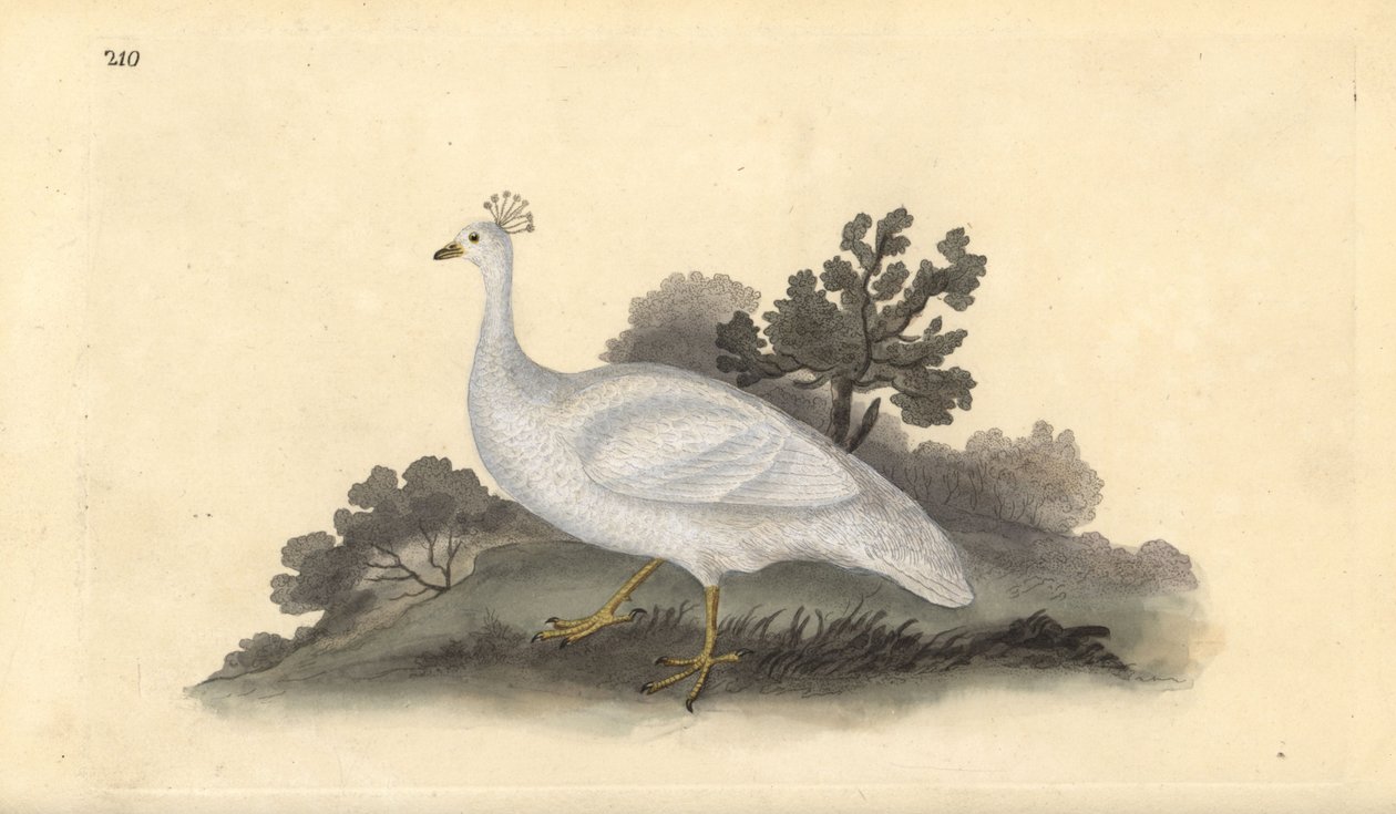 Hvittoppet ertefugl (hunn), Pavo cristatus. Håndfarget kobberplate tegnet og gravert av Edward Donovan fra hans egen "Natural History of British Birds," London av Edward Donovan
