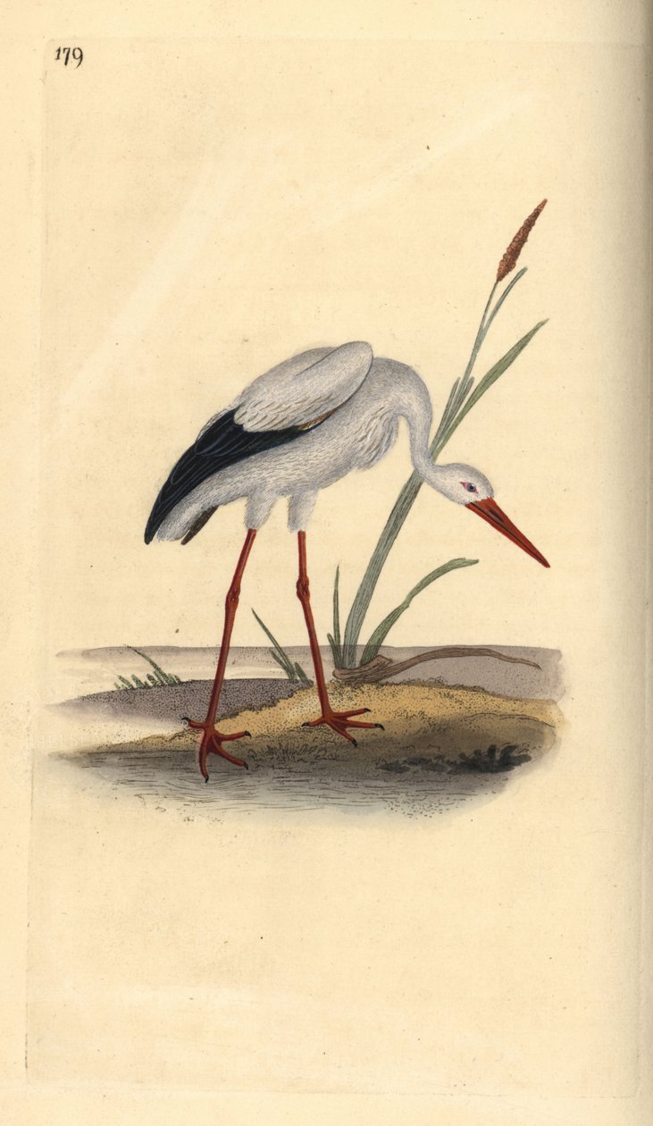 Hvit stork, Ciconia ciconia. Håndfarget kobberplate tegnet og gravert av Edward Donovan fra hans egen "Natural History of British Birds," London av Edward Donovan