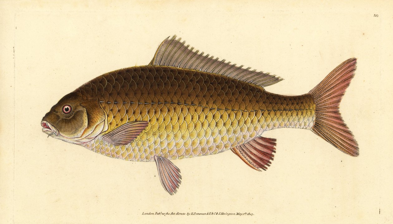 Vill vanlig karpe, Cyprinus carpio. Sårbar. Håndfarget kobberplate tegnet og gravert av Edward Donovan fra hans Natural History of British Fishes, Donovan og F.C. og J. Rivington, London av Edward Donovan