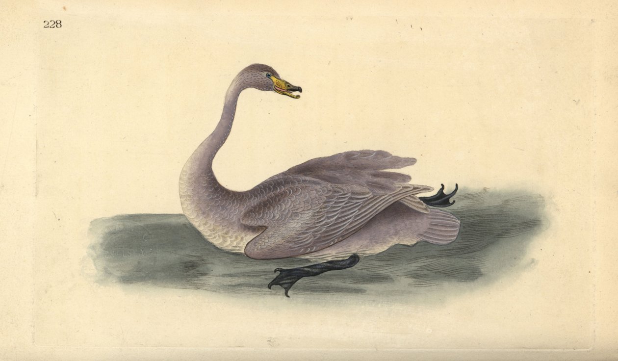 Vill svane (umoden), Cygnus cygnus, med fjærdrakt i overgangsstadium til hvit. Håndfarget kobberplate tegnet og gravert av Edward Donovan fra hans egen "Natural History of British Birds," London av Edward Donovan