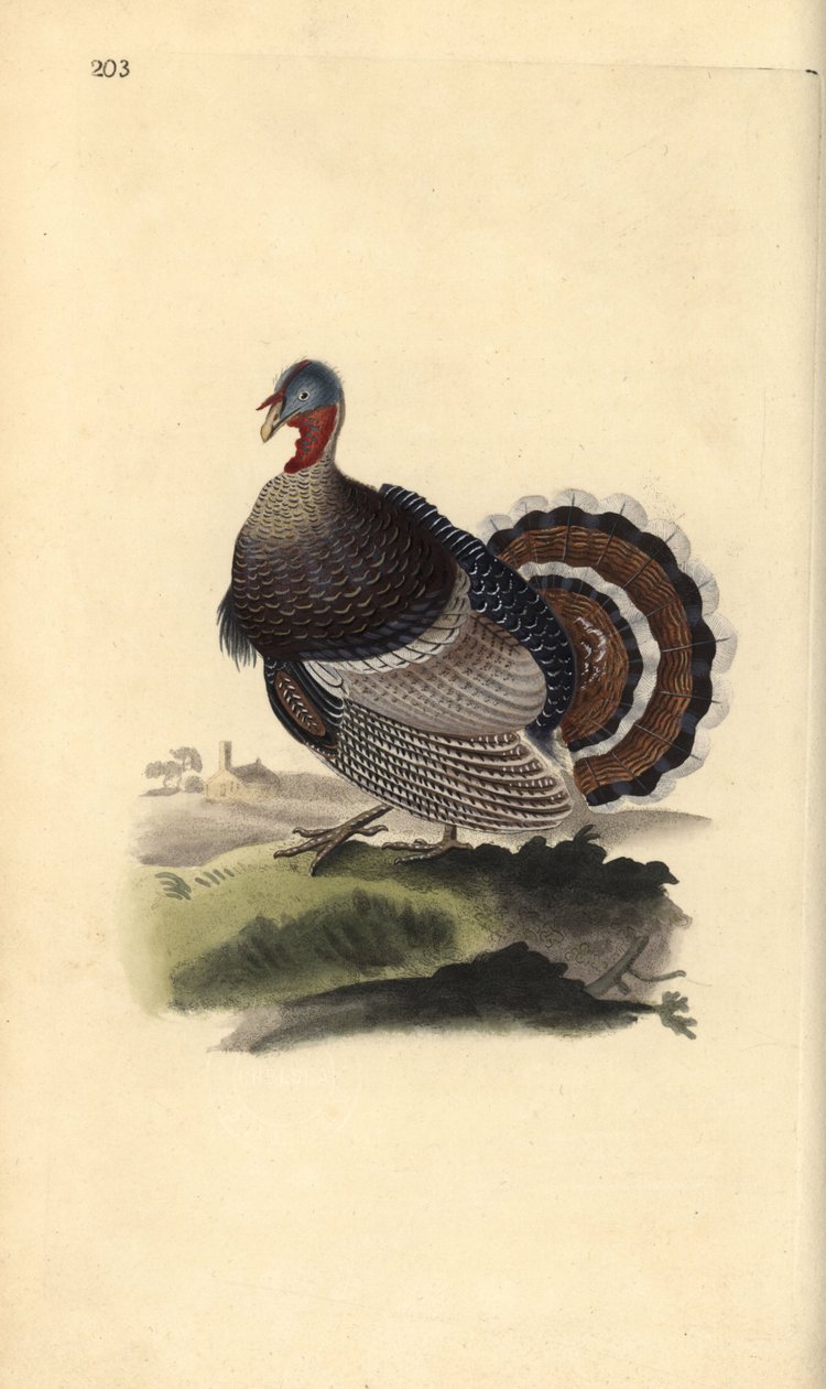 Vill kalkun, Meleagris gallopavo. Håndfarget kobberplate tegnet og gravert av Edward Donovan fra hans egen "Natural History of British Birds," London av Edward Donovan