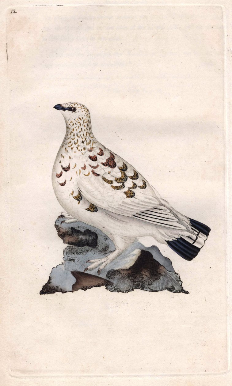 Willow Pagoda. Lagopus lagopus (Tetrao lagopus). Kobberstikk av Edward Donovan (1768-1837), publisert i Natural History of British Birds, London av Edward Donovan