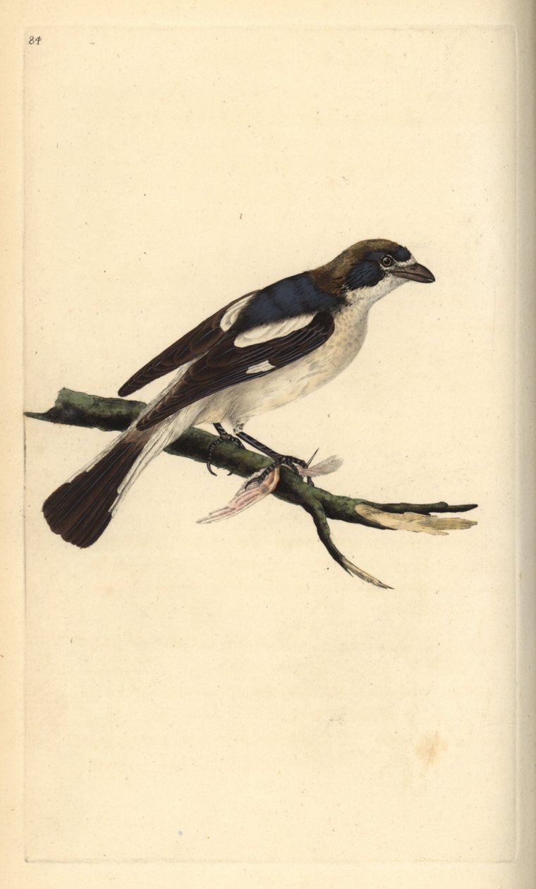 Tresnakkeskrike, senator fra Lanius. Håndfarget kobberplate tegnet og gravert av Edward Donovan fra hans egen "Natural History of British Birds," London av Edward Donovan