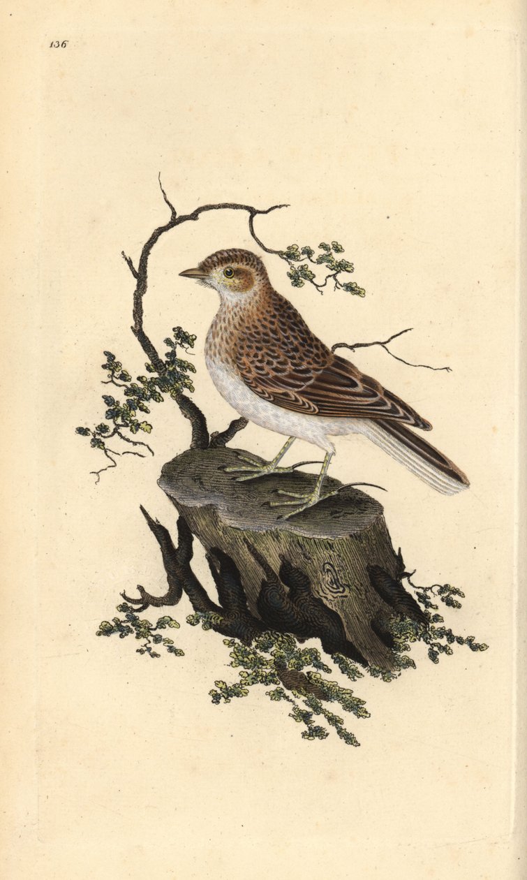 Woodlark, Lullula arborea. Håndfarget kobberplate tegnet og gravert av Edward Donovan fra hans egen "Natural History of British Birds," London av Edward Donovan