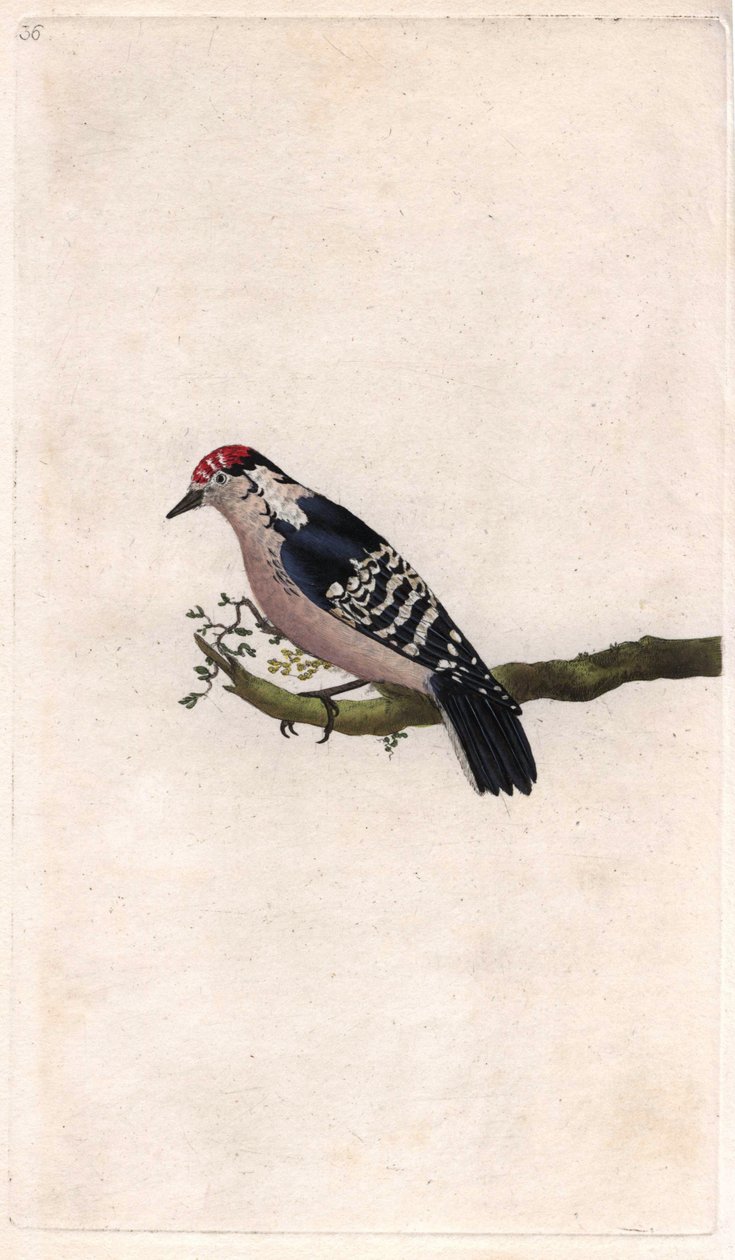 Hakkespett. Dendrocopos minor (Picus minor). Kobberstikk av Edward Donovan (1768-1837), publisert i Natural History of British Birds, London av Edward Donovan