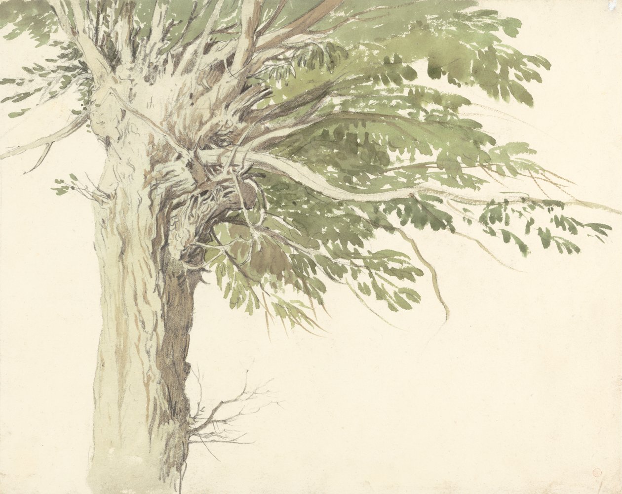 Studie av et pollardet tre - en pil av Edward Duncan
