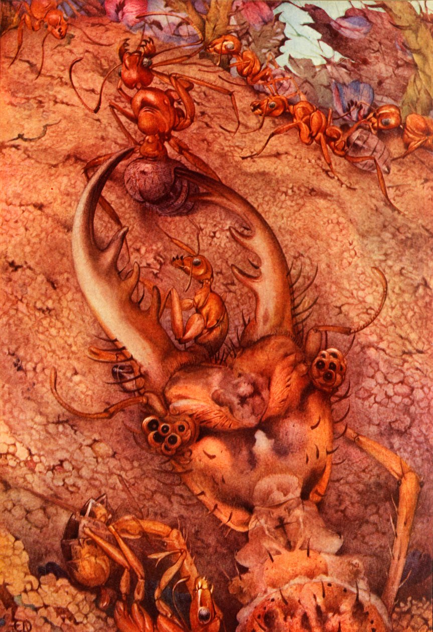 Myrløven, 1914. SLETT - kunstner med opphavsrett av Edward Julius Detmold